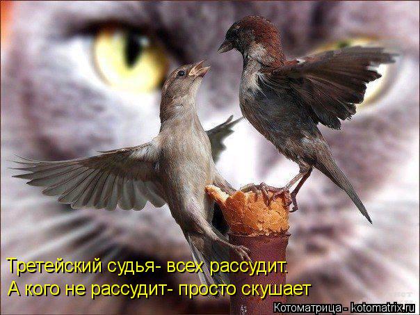 Третейский судья- всех рассудит. А кого не рассудит- просто скушает... Котоматрица: Третейский судья- всех рассудит. А кого не рассудит- просто скушает