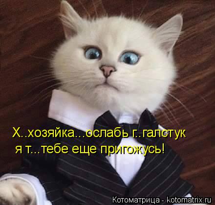 я т...тебе еще пригожусь! Х..хозяйка...ослабь г..галстук... Котоматрица: я т...тебе еще пригожусь! Х..хозяйка...ослабь г..галстук