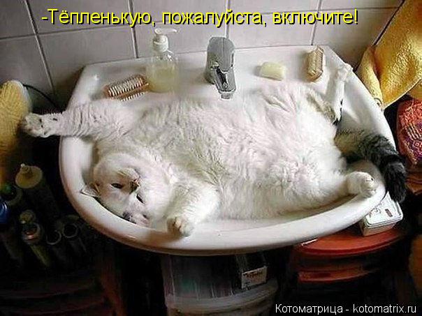 -Тёпленькую, пожалуйста, включите!... Котоматрица: -Тёпленькую, пожалуйста, включите!