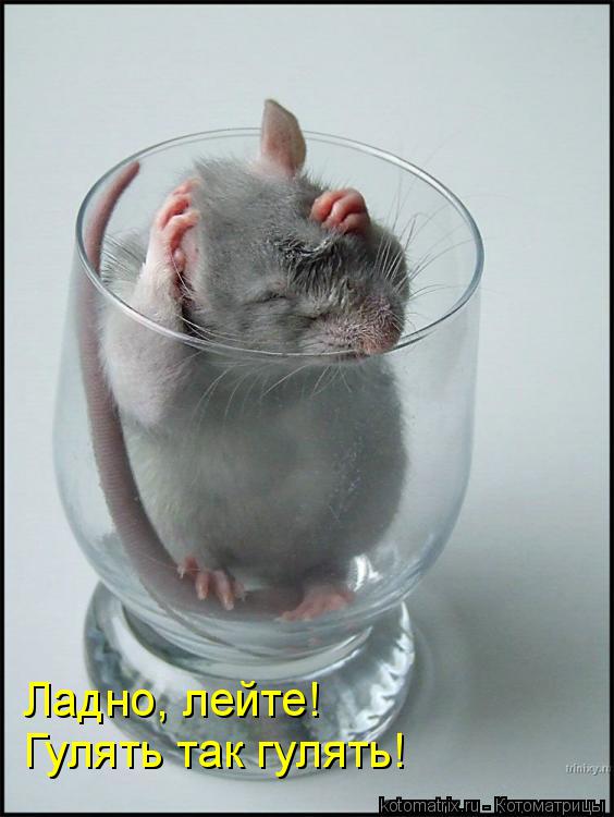 Ладно, лейте! Гулять так гулять!... Котоматрица: Ладно, лейте! Гулять так гулять!