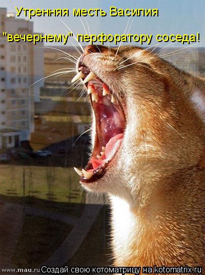 "вечернему" перфоратору соседа! Утренняя месть Василия... Котоматрица: "вечернему" перфоратору соседа! Утренняя месть Василия