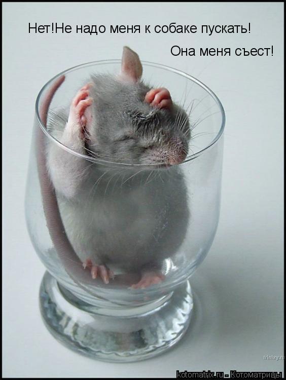 Нет!Не надо меня к собаке пускать! Она меня съест!... Котоматрица: Нет!Не надо меня к собаке пускать! Она меня съест!