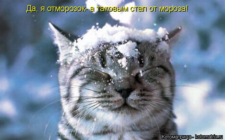 Да, я отморозок- а таковым стал от мороза!... Котоматрица: Да, я отморозок- а таковым стал от мороза!