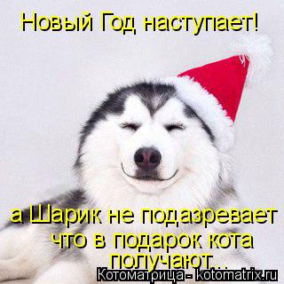 Новый Год наступает! а Шарик не подазревает что в подарок кота получают...... Котоматрица: Новый Год наступает! а Шарик не подазревает что в подарок кота получают...