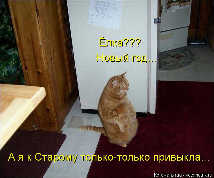 Ёлка??? Новый год... А я к Старому только-только привыкла...... Котоматрица: Ёлка??? Новый год... А я к Старому только-только привыкла...