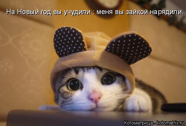 На Новый год вы учудили : меня вы зайкой нарядили.... Котоматрица: На Новый год вы учудили : меня вы зайкой нарядили.