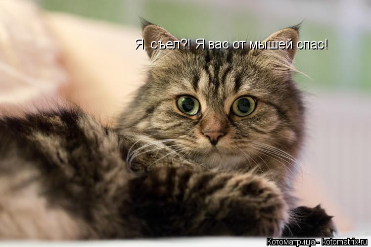 Я, съел?! Я вас от мышей спас!... Котоматрица: Я, съел?! Я вас от мышей спас!