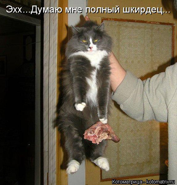 Котоматрица: Эхх...Думаю мне полный шкирдец...