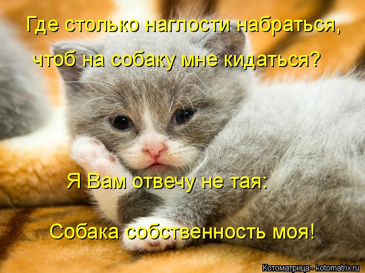 Где столько наглости набраться, чтоб на собаку мне кидаться? Я Вам отвечу не тая: Собака собственност... Котоматрица: Где столько наглости набраться, чтоб на собаку мне кидаться? Я Вам отвечу не тая: Собака собственность моя!
