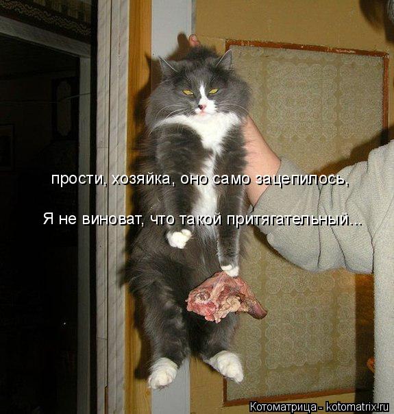 прости, хозяйка, оно само зацепилось, Я не виноват, что такой притягательный...... Котоматрица: прости, хозяйка, оно само зацепилось, Я не виноват, что такой притягательный...