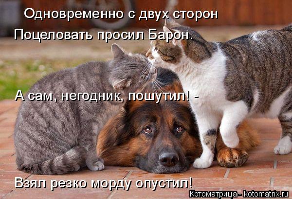 Одновременно с двух сторон Поцеловать просил Барон. А сам, негодник, пошутил! - Взял резко морду опу... Котоматрица: Одновременно с двух сторон Поцеловать просил Барон. А сам, негодник, пошутил! - Взял резко морду опустил!