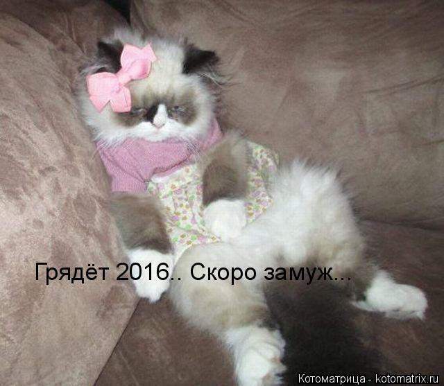 Грядёт 2016.. Скоро замуж...... Котоматрица: Грядёт 2016.. Скоро замуж...