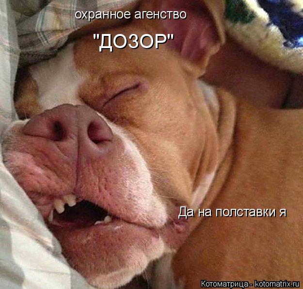 охранное агенство "ДОЗОР" Да на полставки я... Котоматрица: охранное агенство "ДОЗОР" Да на полставки я