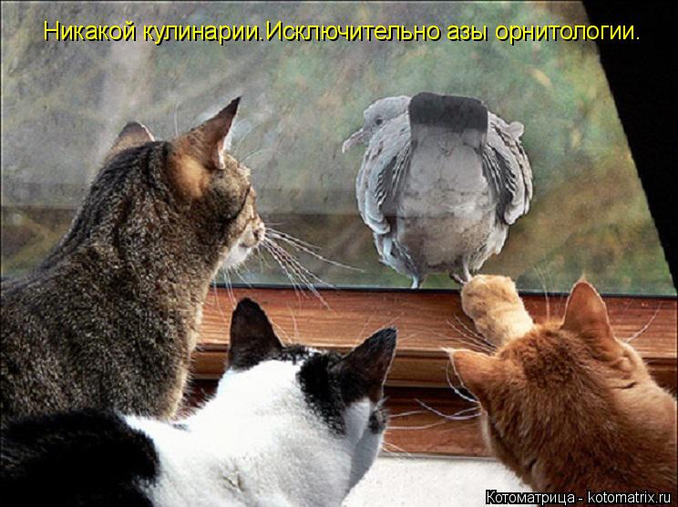 Никакой кулинарии.Исключительно азы орнитологии.... Котоматрица: Никакой кулинарии.Исключительно азы орнитологии.
