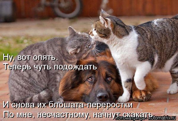 И снова их блошата-переростки По мне, несчастному, начнут скакать. Ну, вот опять. Теперь чуть подож... Котоматрица: И снова их блошата-переростки По мне, несчастному, начнут скакать. Ну, вот опять. Теперь чуть подождать
