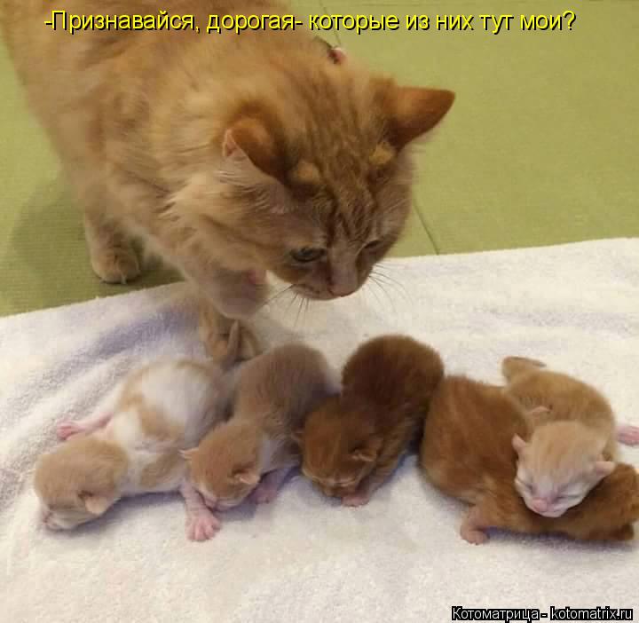 -Признавайся, дорогая- которые из них тут мои?... Котоматрица: -Признавайся, дорогая- которые из них тут мои?