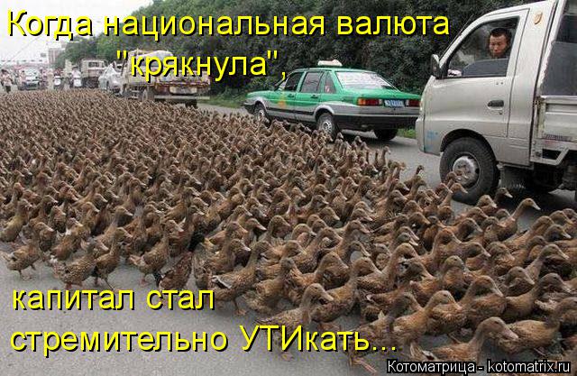 Когда национальная валюта "крякнула", капитал стал стремительно УТИкать...... Котоматрица: Когда национальная валюта "крякнула", капитал стал стремительно УТИкать...