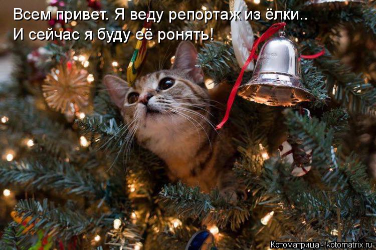 Всем привет. Я веду репортаж из ёлки.. И сейчас я буду её ронять!... Котоматрица: Всем привет. Я веду репортаж из ёлки.. И сейчас я буду её ронять!