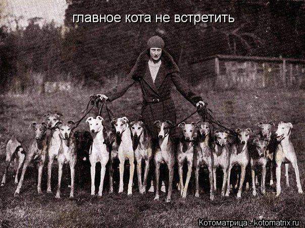 главное кота не встретить... Котоматрица: главное кота не встретить
