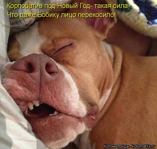 Корпоратив под Новый Год- такая сила- Что даже Бобику лицо перекосило!... Котоматрица: Корпоратив под Новый Год- такая сила- Что даже Бобику лицо перекосило!