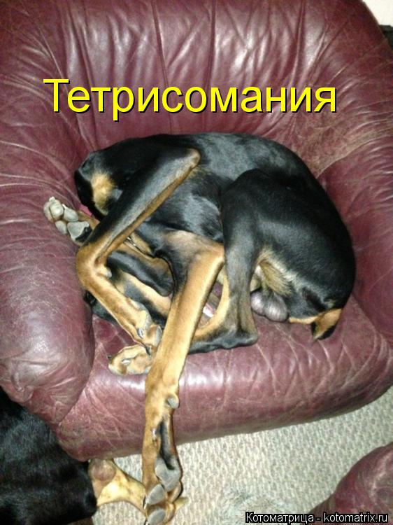 Тетрисомания... Котоматрица: Тетрисомания