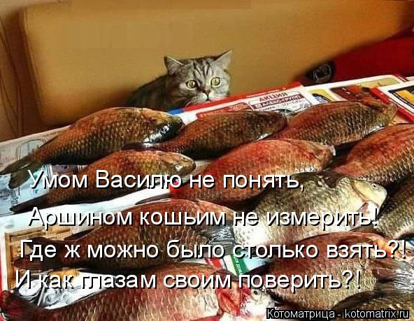 Умом Василю не понять, Аршином кошьим не измерить! Где ж можно было столько взять?! И как глазам свои... Котоматрица: Умом Василю не понять, Аршином кошьим не измерить! Где ж можно было столько взять?! И как глазам своим поверить?!