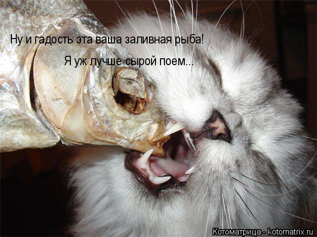 Ну и гадость эта ваша заливная рыба! Я уж лучше сырой поем...... Котоматрица: Ну и гадость эта ваша заливная рыба! Я уж лучше сырой поем...