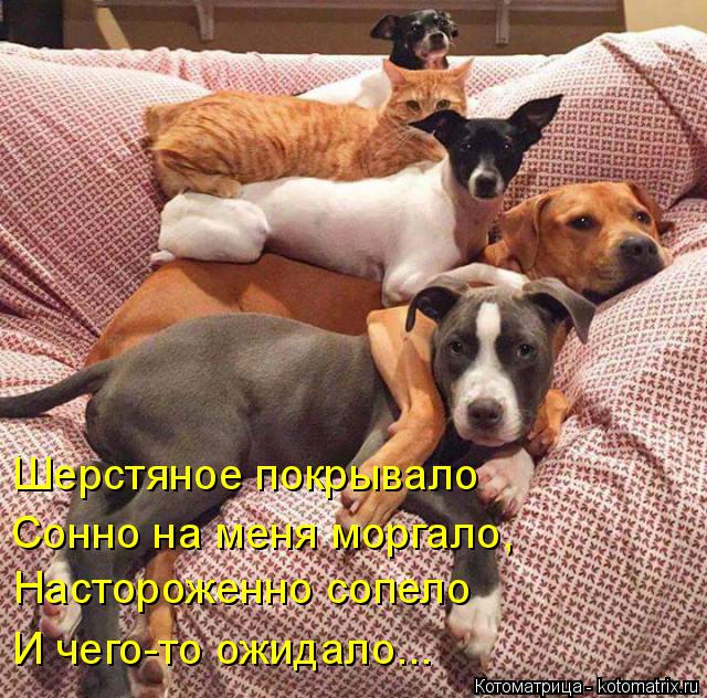 Шерстяное покрывало Сонно на меня моргало, Настороженно сопело И чего-то ожидало...... Котоматрица: Шерстяное покрывало Сонно на меня моргало, Настороженно сопело И чего-то ожидало...