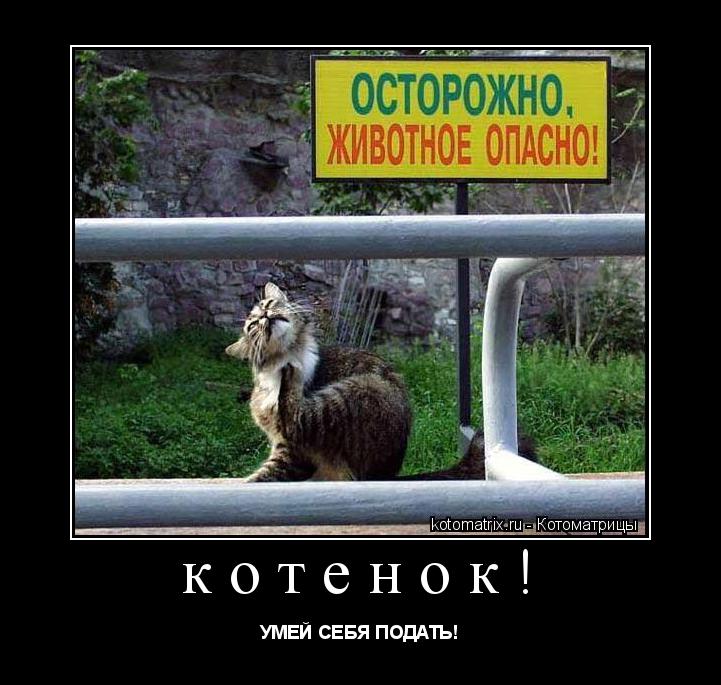 котенок! УМЕЙ СЕБЯ ПОДАТЬ!... Котоматрица: котенок! УМЕЙ СЕБЯ ПОДАТЬ!