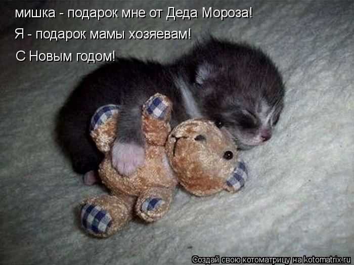 мишка - подарок мне от Деда Мороза! Я - подарок мамы хозяевам! С Новым годом!... Котоматрица: мишка - подарок мне от Деда Мороза! Я - подарок мамы хозяевам! С Новым годом!