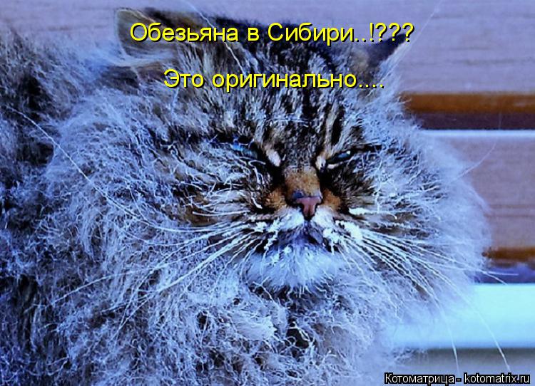 Обезьяна в Сибири..!??? Это оригинально....... Котоматрица: Обезьяна в Сибири..!??? Это оригинально....