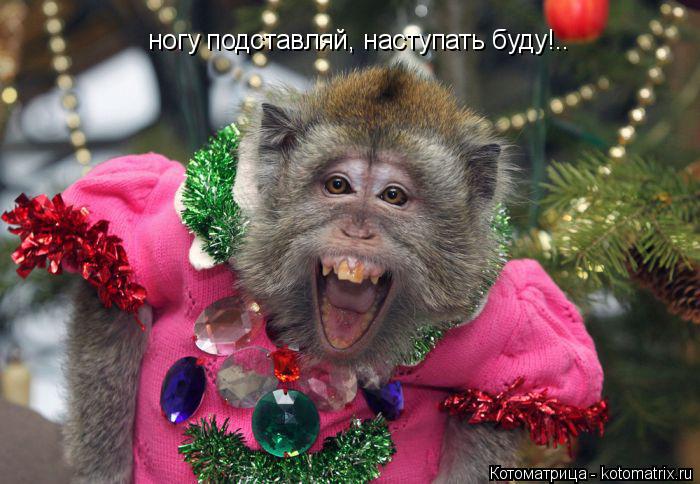 ногу подставляй, наступать буду!..... Котоматрица: ногу подставляй, наступать буду!..