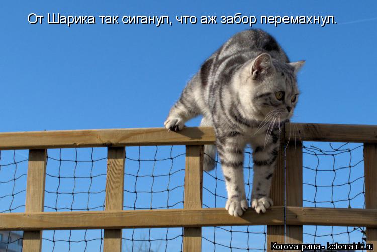 От Шарика так сиганул, что аж забор перемахнул.... Котоматрица: От Шарика так сиганул, что аж забор перемахнул.