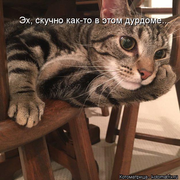 Эх, скучно как-то в этом дурдоме...... Котоматрица: Эх, скучно как-то в этом дурдоме...