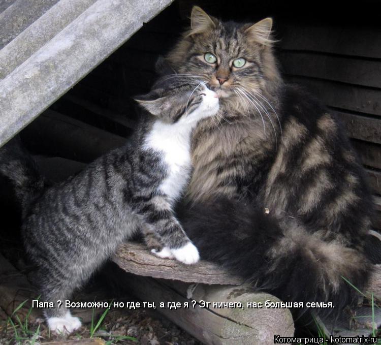 Папа ? Возможно, но где ты, а где я ? Эт ничего, нас большая семья.... Котоматрица: Папа ? Возможно, но где ты, а где я ? Эт ничего, нас большая семья.
