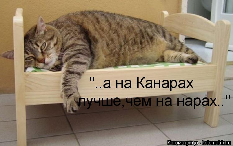 "..а на Канарах лучше,чем на нарах.."... Котоматрица: "..а на Канарах лучше,чем на нарах.."