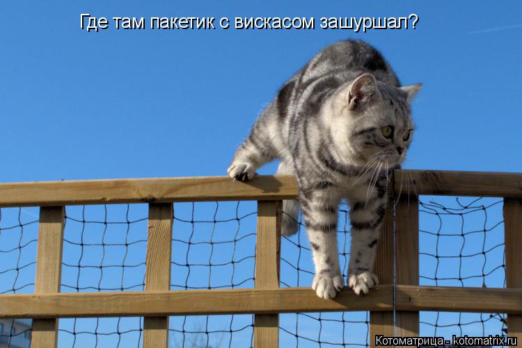Где там пакетик с вискасом зашуршал?... Котоматрица: Где там пакетик с вискасом зашуршал?