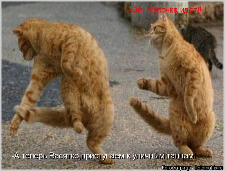 -А теперь Васятко,приступаем к уличным танцам! -Ой! Мурочка идёт!!!!... Котоматрица: -А теперь Васятко,приступаем к уличным танцам! -Ой! Мурочка идёт!!!!