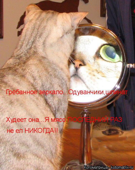 Грёбанное зеркало...Одуванчики,шпинат Худеет она...Я мясо ПОСЛЕДНИЙ РАЗ не ел НИКОГДА!!... Котоматрица: Грёбанное зеркало...Одуванчики,шпинат Худеет она...Я мясо ПОСЛЕДНИЙ РАЗ не ел НИКОГДА!!