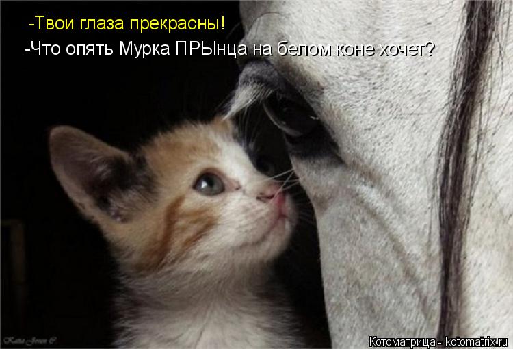 -Твои глаза прекрасны! -Что опять Мурка ПРЫнца на белом коне хочет?... Котоматрица: -Твои глаза прекрасны! -Что опять Мурка ПРЫнца на белом коне хочет?