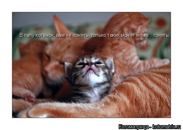 В папу котёнок, вам не понять, только таких может мама ...гонять.... Котоматрица: В папу котёнок, вам не понять, только таких может мама ...гонять.