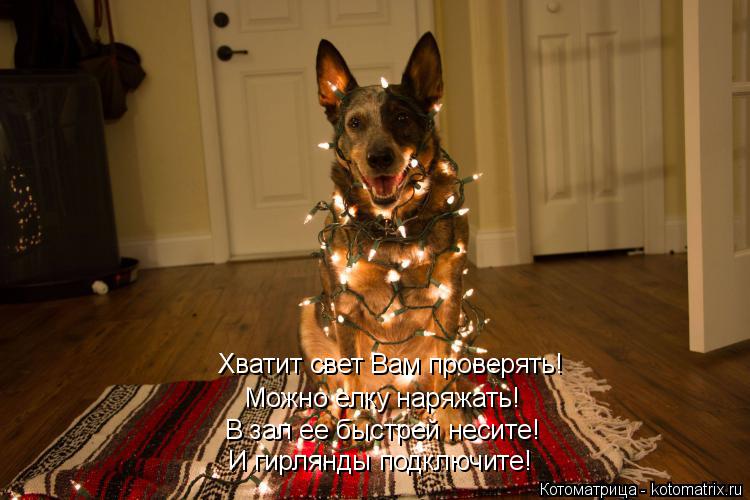 В зал ее быстрей несите! И гирлянды подключите! Хватит свет Вам проверять! Можно елку наряжать!... Котоматрица: В зал ее быстрей несите! И гирлянды подключите! Хватит свет Вам проверять! Можно елку наряжать!
