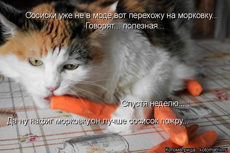 Сосиски уже не в моде,вот перехожу на морковку... Говорят... полезная... Спустя неделю... : Да ну наф... Котоматрица: Сосиски уже не в моде,вот перехожу на морковку... Говорят... полезная... Спустя неделю... : Да ну нафиг морковку,он,лучше сосисок пожру...