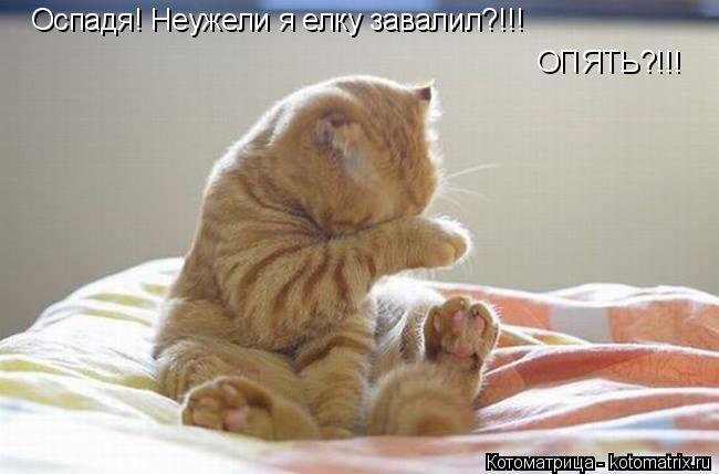 Оспадя! Неужели я елку завалил?!!! ОПЯТЬ?!!!... Котоматрица: Оспадя! Неужели я елку завалил?!!! ОПЯТЬ?!!!