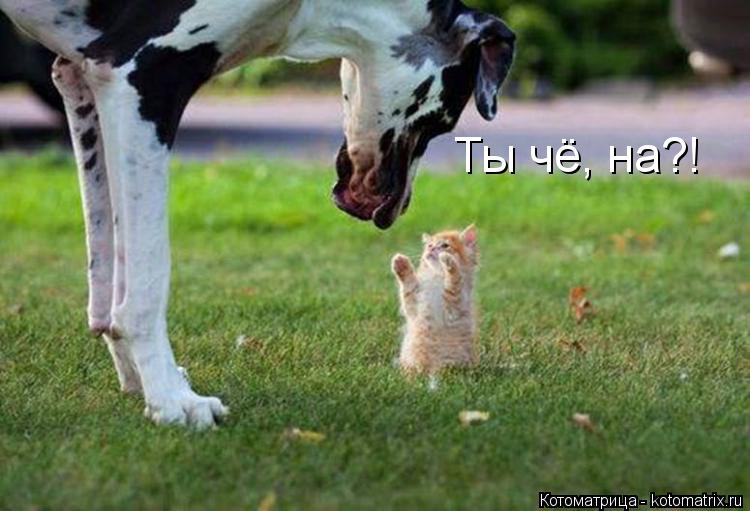 Котоматрица: Ты чё, на?!