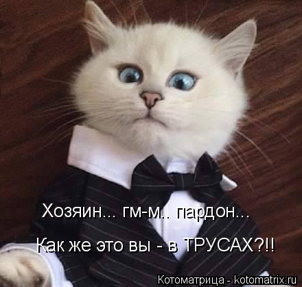 Хозяин... гм-м.. пардон... Как же это вы - в ТРУСАХ?!!... Котоматрица: Хозяин... гм-м.. пардон... Как же это вы - в ТРУСАХ?!!