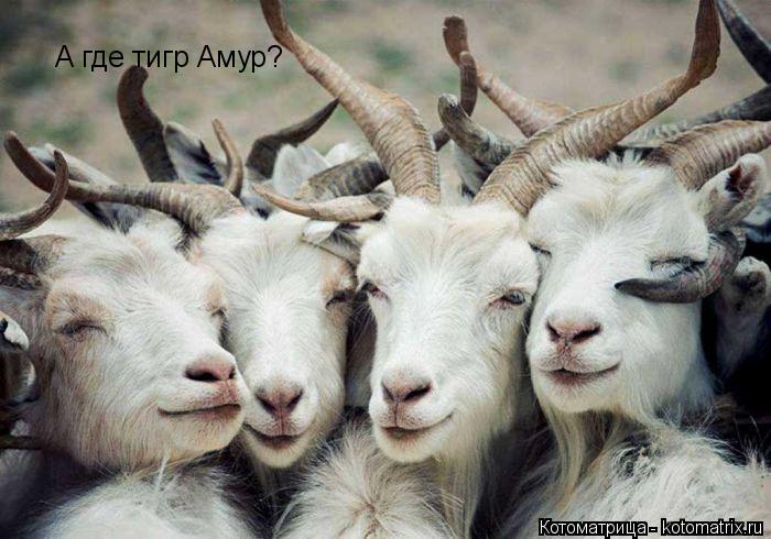 А где тигр Амур?... Котоматрица: А где тигр Амур?