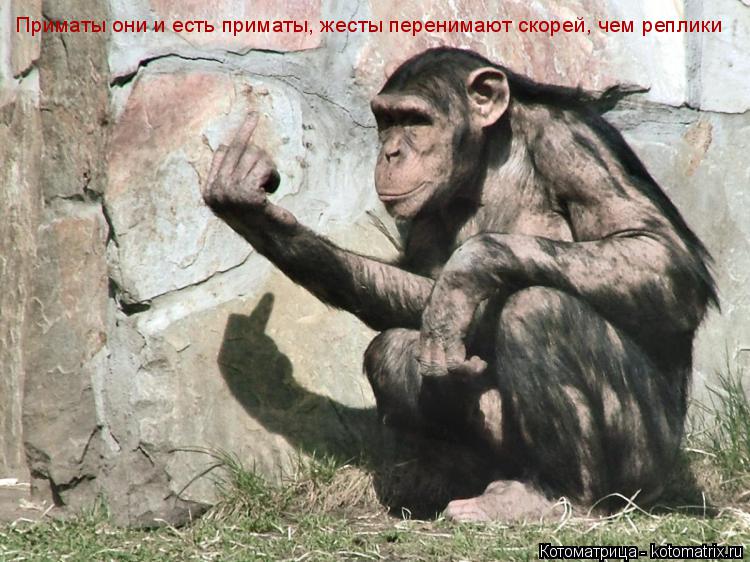 Приматы они и есть приматы, жесты перенимают скорей, чем реплики Приматы они и есть приматы, жесты пе... Котоматрица: Приматы они и есть приматы, жесты перенимают скорей, чем реплики Приматы они и есть приматы, жесты перенимают скорей, чем реплики