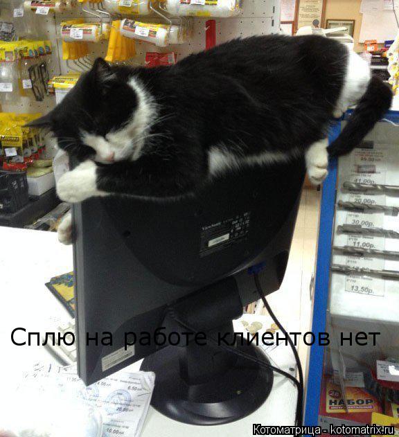Котоматрица: Сплю на работе клиентов нет