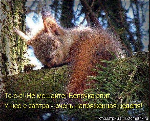 Котоматрица: Тс-с-с! Не мешайте! Белочка спит. У нее с завтра - очень напряженная неделя!